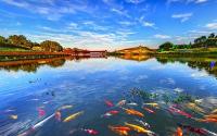 北京怀柔河湖水生态修复见成效，珍稀水生物成常客