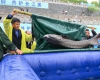 超2万尾！中华鲟子二代放归长江