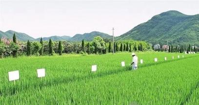 种植业面源污染究竟该如何治？