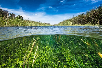 水生态修复中，恢复沉水植物为何至关重要？