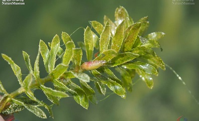 沉水植物篇 || 伊乐藻的种植时节、栽植方法及后期管理