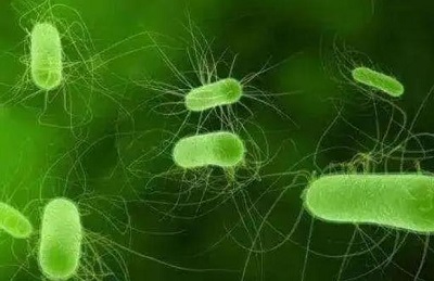 八种净水微生物介绍：光合细菌、芽孢杆菌、硝化细菌、酵母菌、放线菌、工程菌、复合细菌